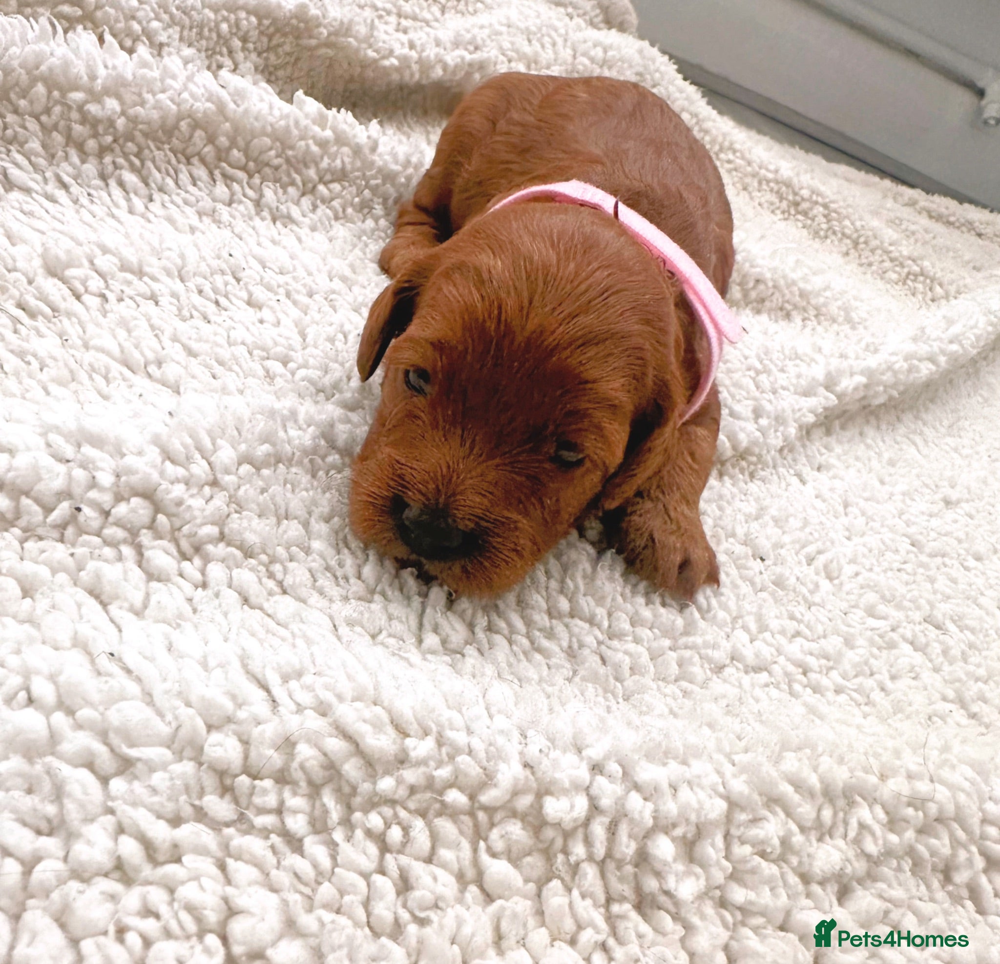 Cockapoo dogs  5 Stunning F1B red cockapoos - Advert 1