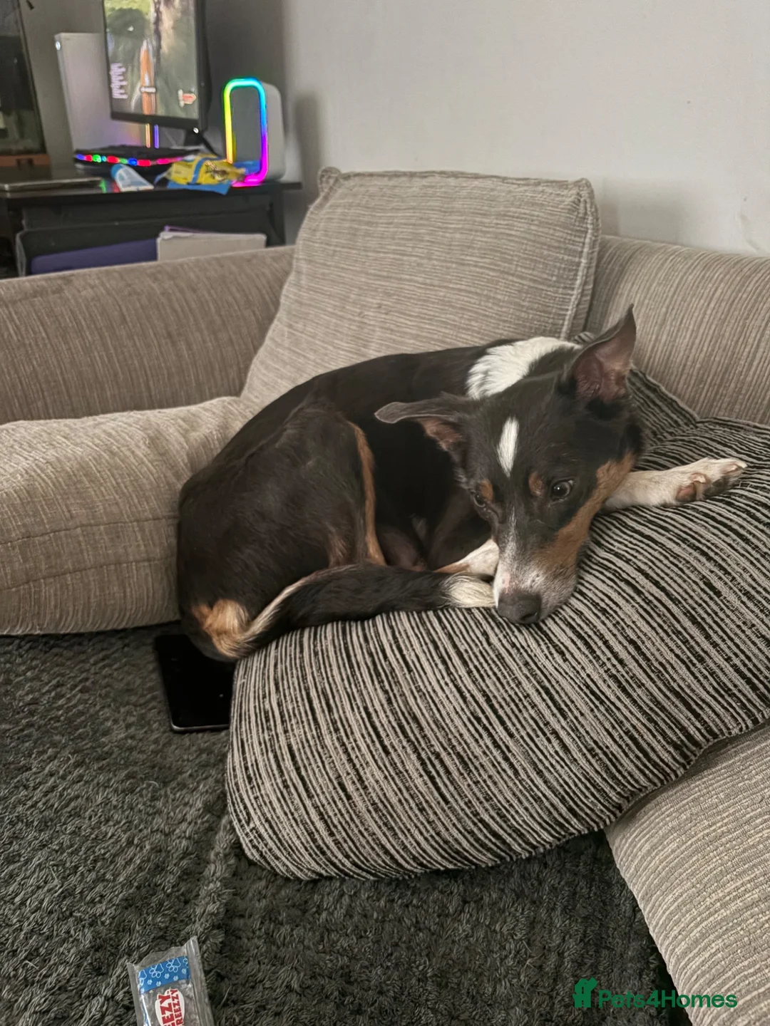 Border Collie dogs for sale: Gorgeous Tri Girl Border Collie  - Advert 1