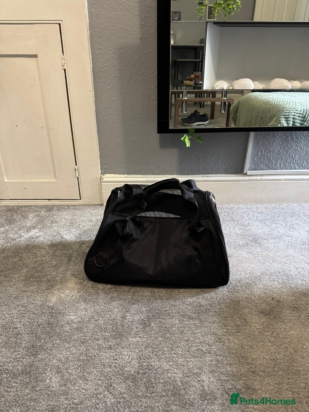 Sugar Glider rodents for sale: Two sugar gliders and full set up - Image 7