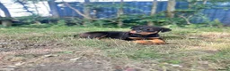 Rottweiler dogs for sale: Last Boy Rottweiler Puppy For Sale - Advert 4