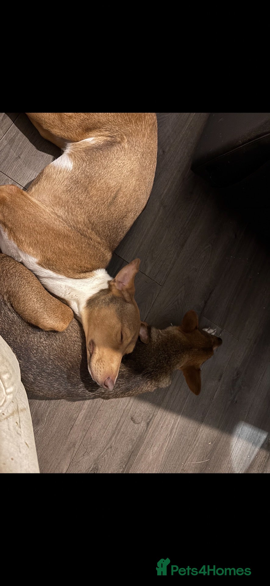 Mixed Breed dogs Oscar  - Advert 8
