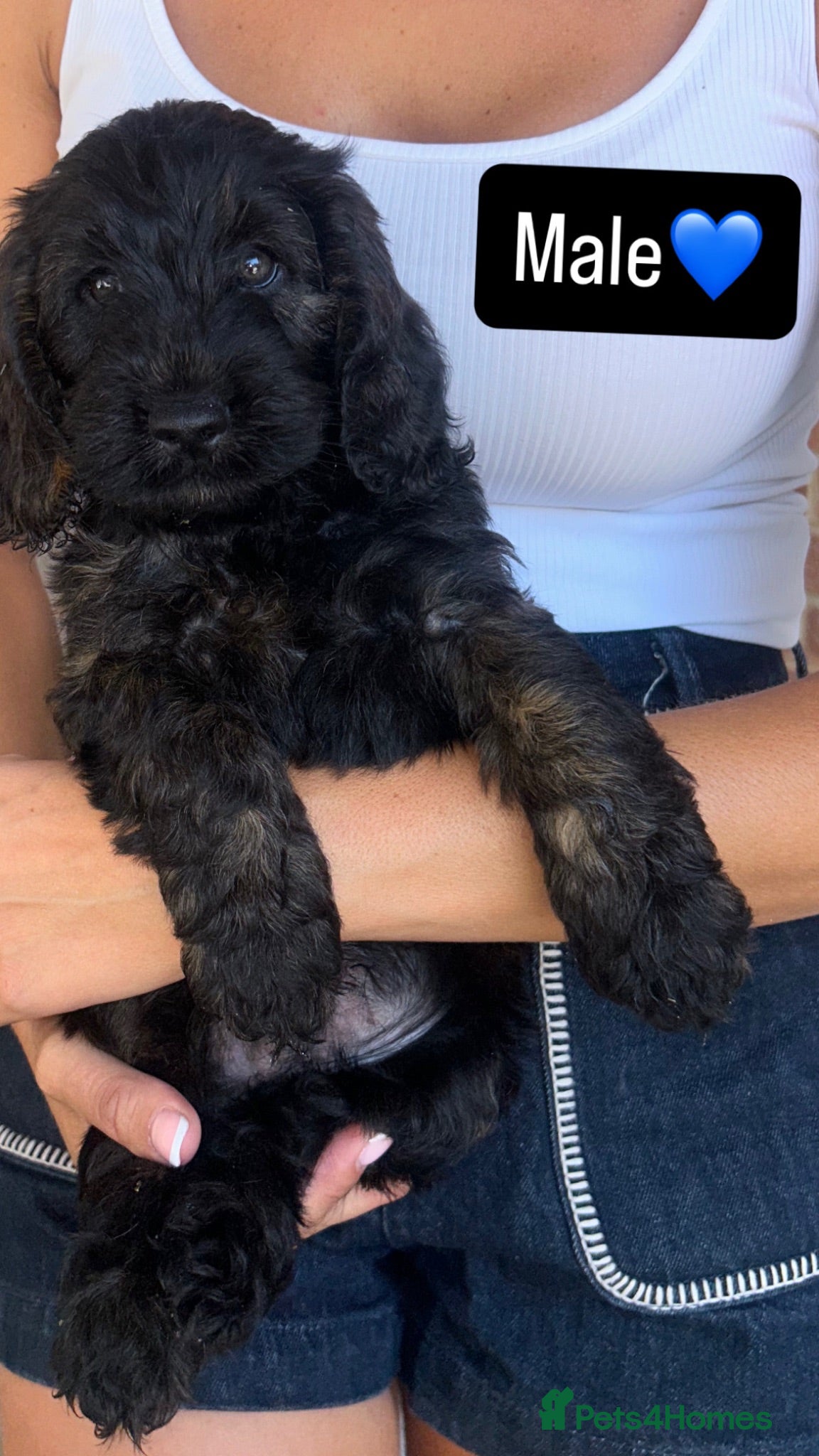 Cockapoo dogs Beautiful Cockerpoo puppies READYTOGO 3female3male - Advert 2