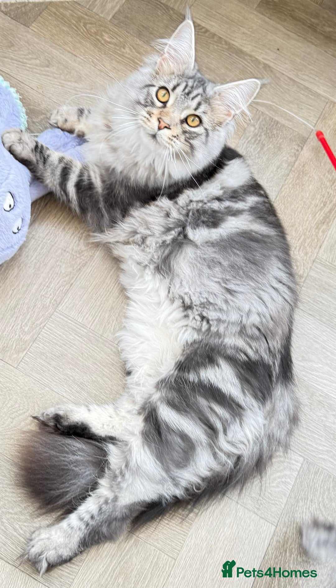 Maine Coon cats for sale: WE MAY SELL ACTIVE Top quality Maine coon kittens - Advert 24