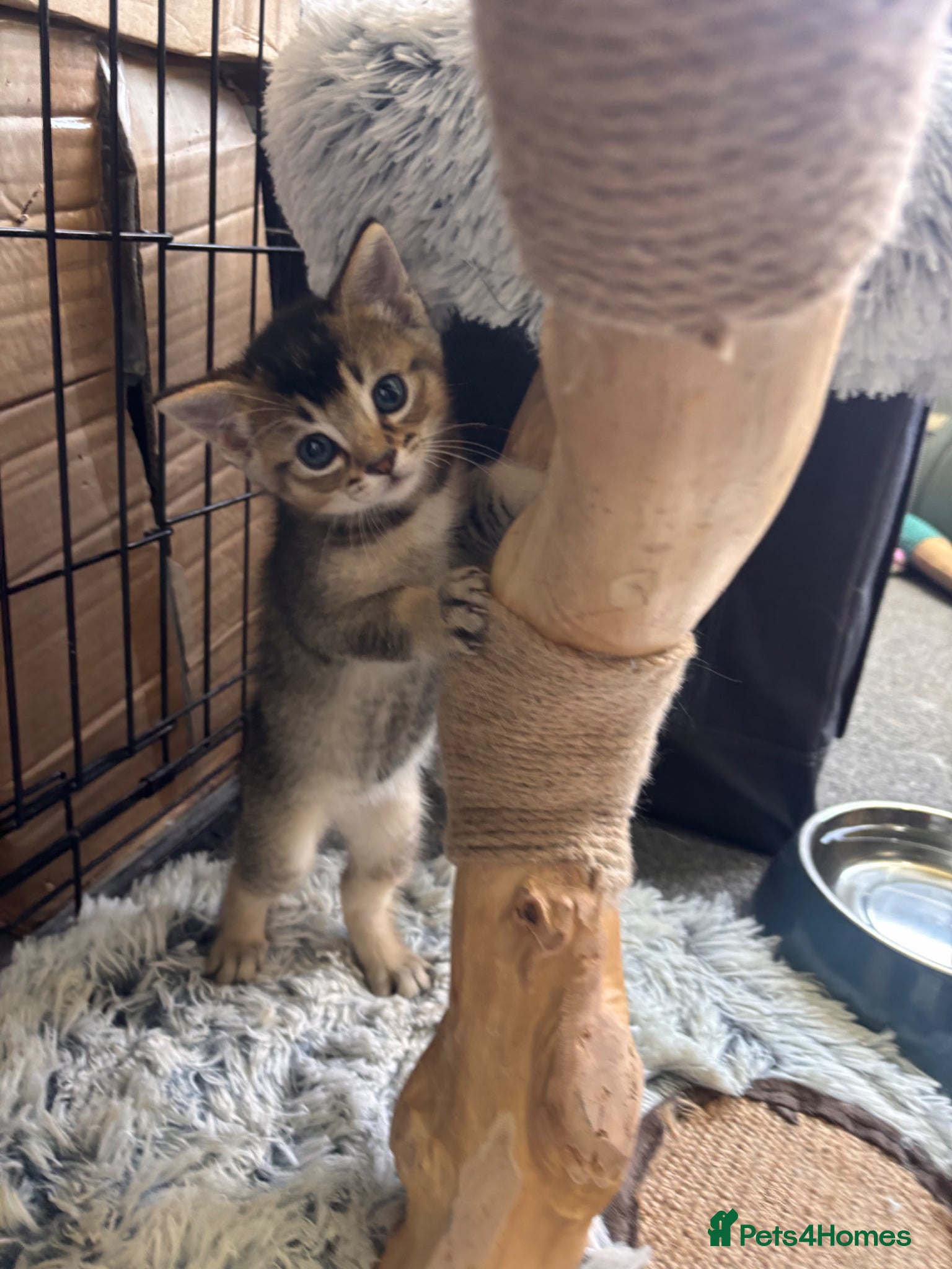 Mixed Breed cats for sale: Male kittens - Advert 19