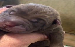 Shar Pei dogs for sale: Shar pei puppies - Image 4