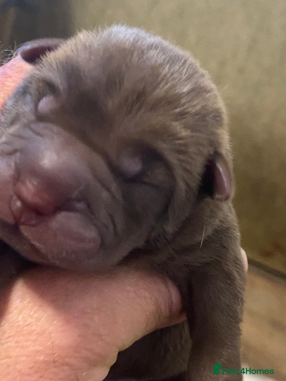 Shar Pei dogs for sale: Shar pei puppies - Image 4