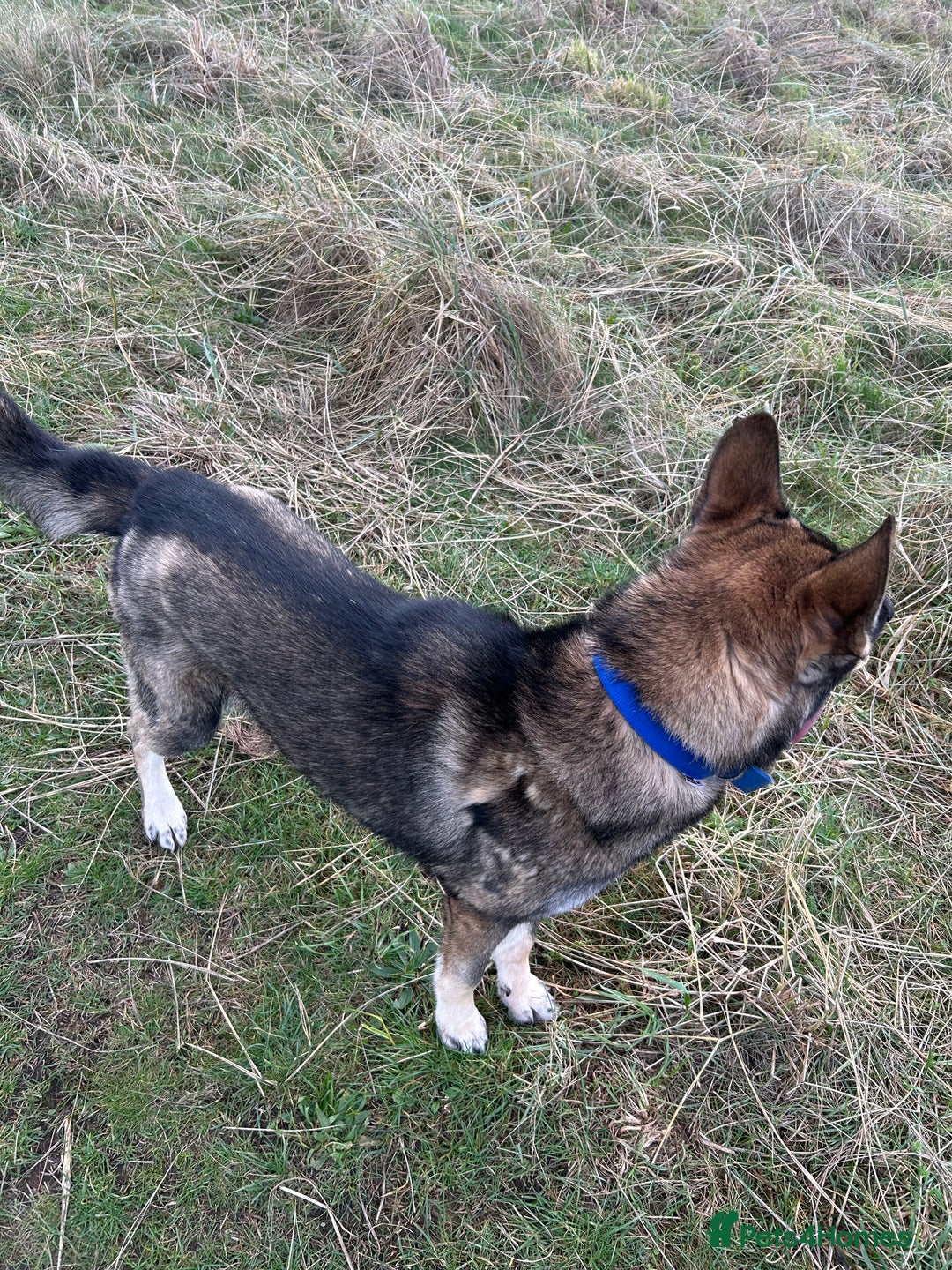 Shepsky dogs for sale: Geberian shepsky 15 month male  - Advert 3