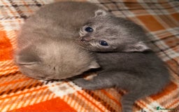British Shorthair cats for sale: Stunning British Short Hair Kittens - Image 20