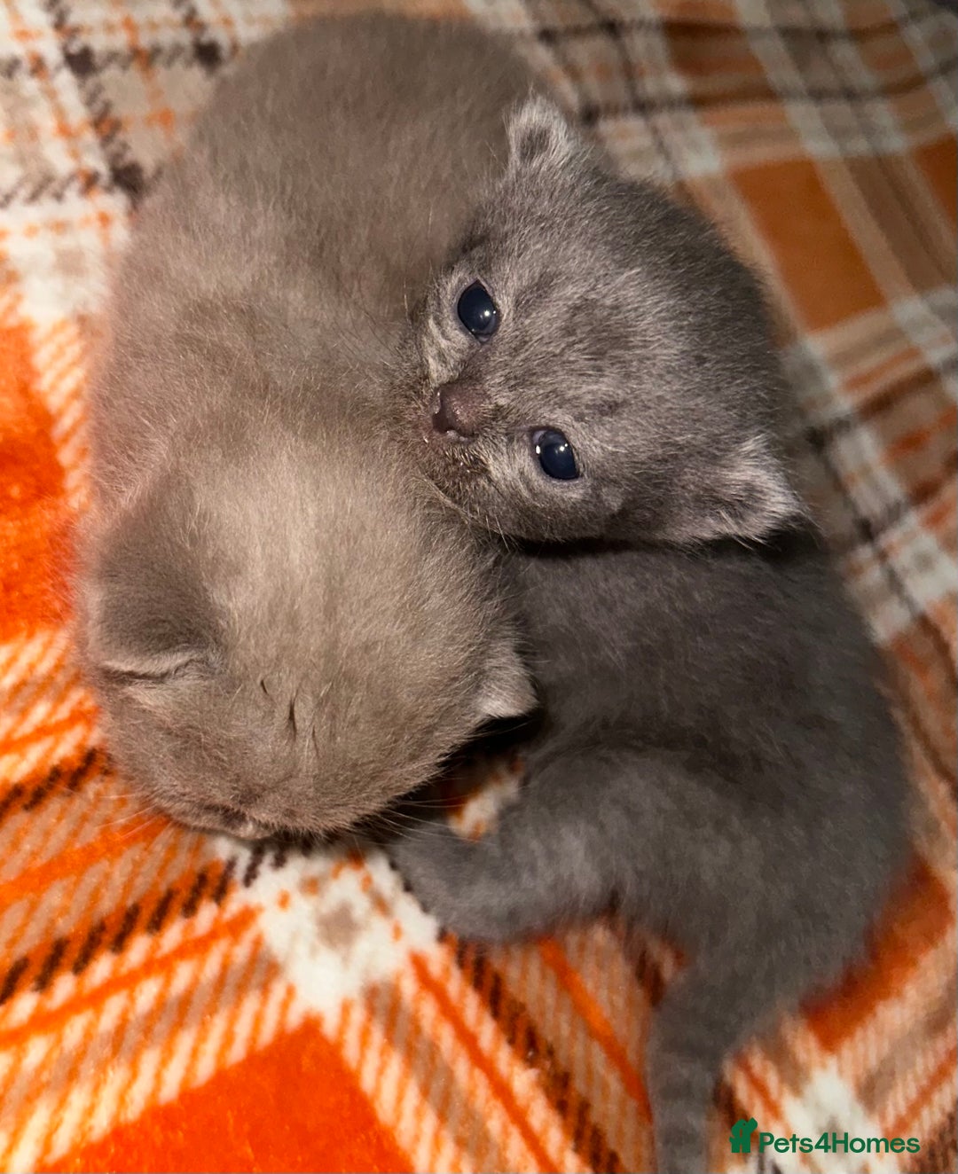 British Shorthair cats for sale: Stunning British Short Hair Kittens - Image 20