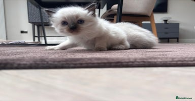 Ragdoll cats - Advert 11