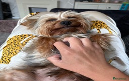 Yorkshire Terrier dogs for sale: Yorkshire terrier puppies - Image 6