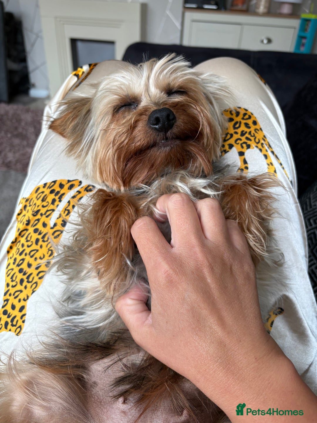 Yorkshire Terrier dogs for sale: Yorkshire terrier puppies - Image 6