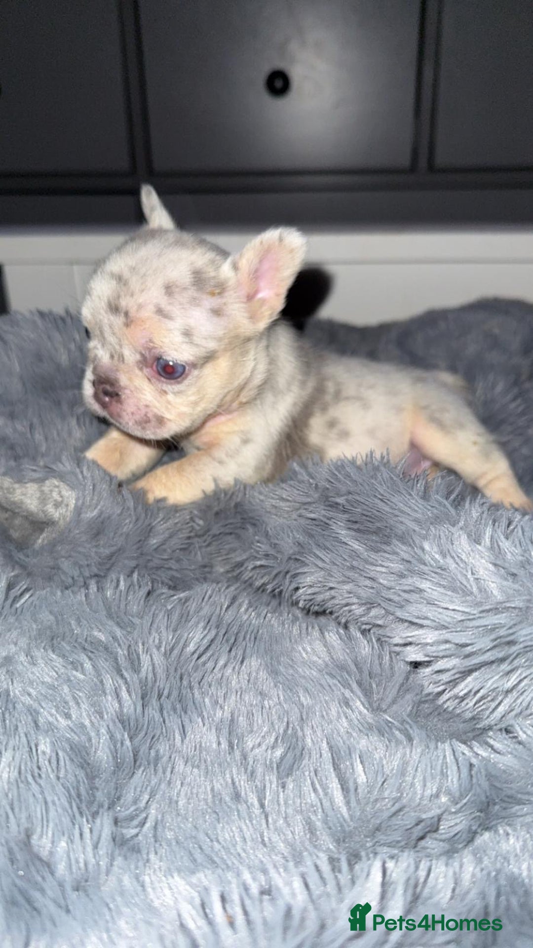 French Bulldog dogs for sale: Fluffy Carrier Girl - Advert 13