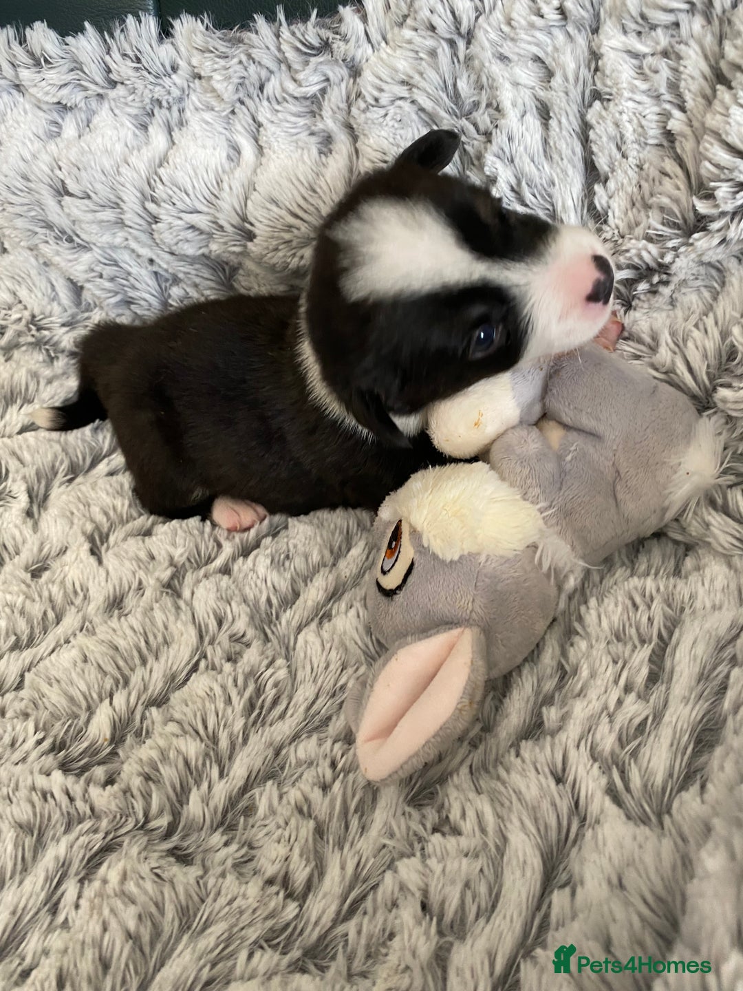 Welsh Corgi Cardigan dogs for sale: WELSH CARDIGAN CORGI BABIES FROM 5 ⭐ LICENSED HOME - Image 30