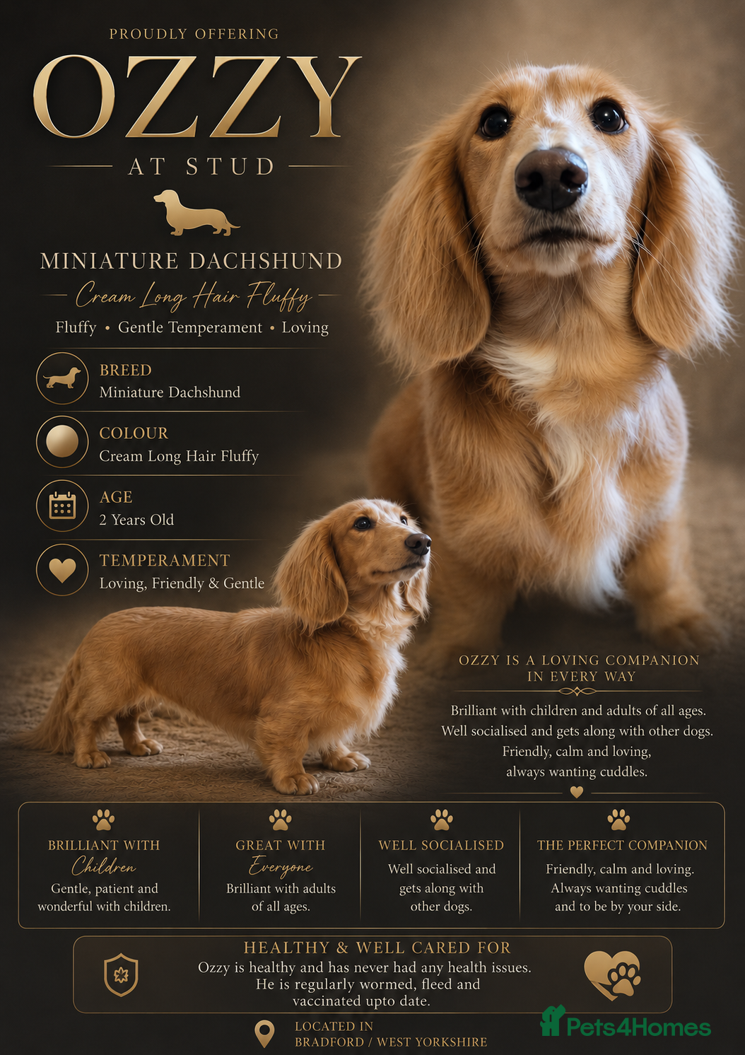 Miniature Dachshund dogs STUD white fluffy long hair mini dachshund  - Advert 24