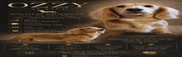 Miniature Dachshund dogs for stud: Proven STUD white fluffy long hair mini dachshund  - Advert 1
