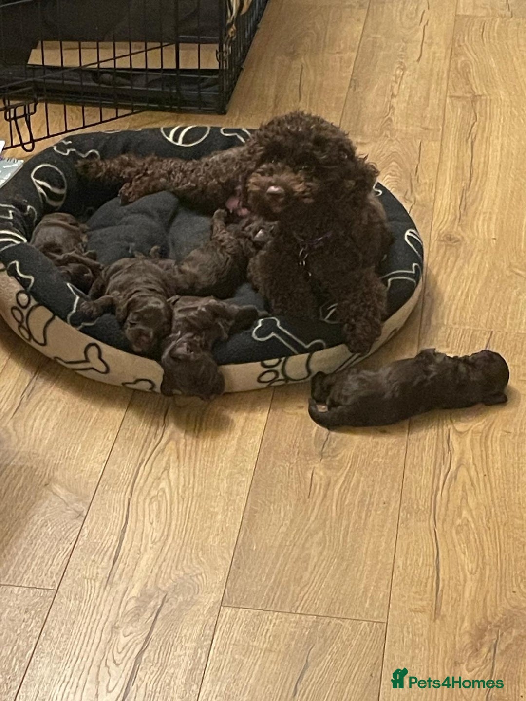 Cockapoo dogs for sale: 🐾 Adorable Mini Cockapoo Puppies for Sale! 🐾 - Image 2