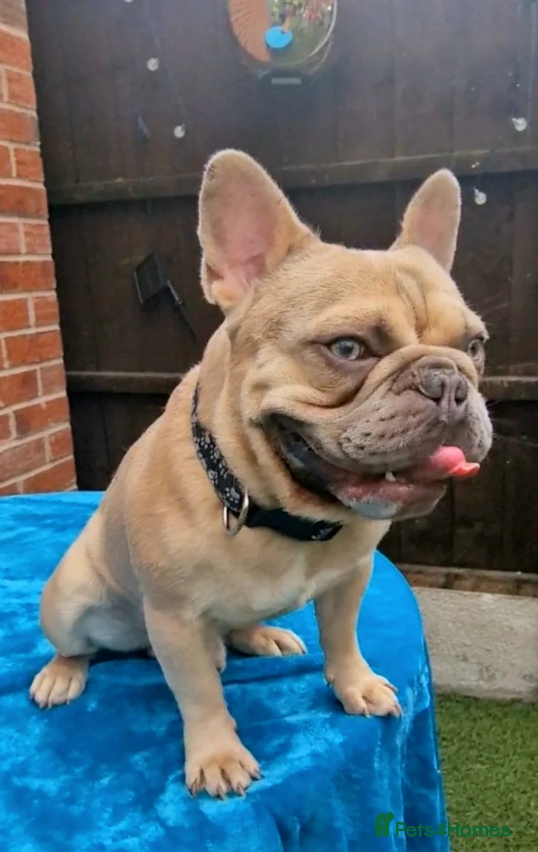 French Bulldog dogs for stud: ZUES L4 CARRIER in Liverpool - Advert 2