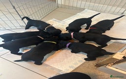 Cocker Spaniel dogs for sale: Cocker Spaniel Puppies - Image 6