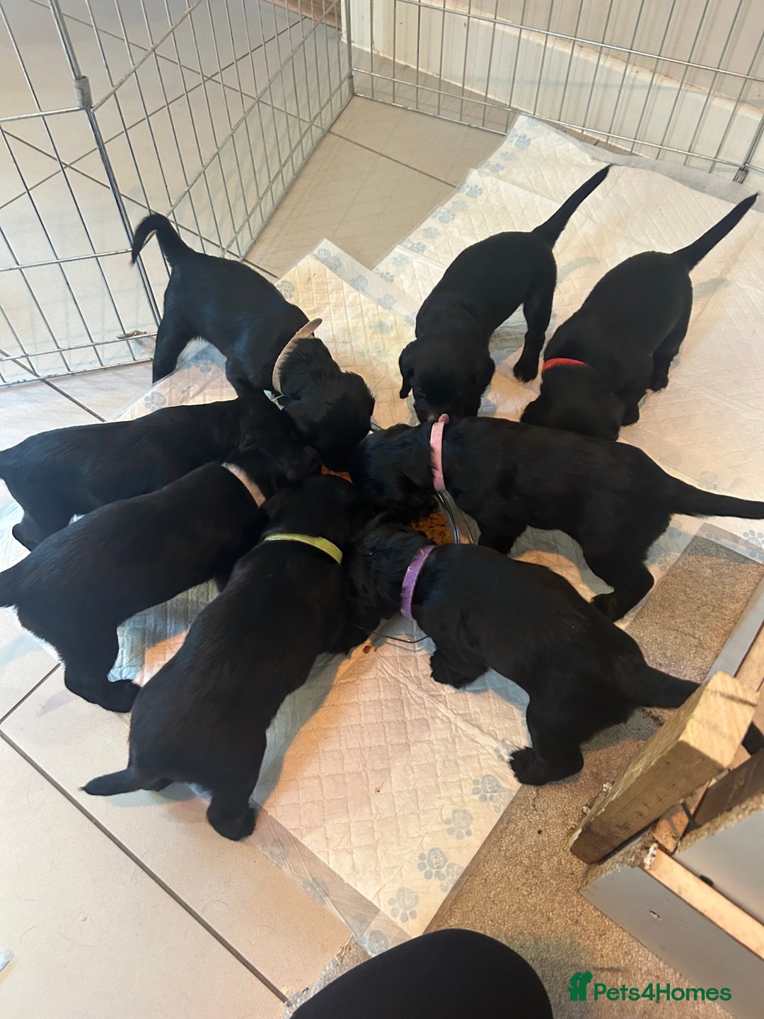 Cocker Spaniel dogs for sale: Cocker Spaniel Puppies - Image 6