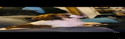 Cava Tzu dogs for sale: Stunning Tricolour Cava Tzu Boy – Cavalier Look - Advert 16