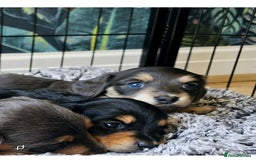 Miniature Dachshund dogs for sale: Kc registered cream proven stud dog  - Image 11