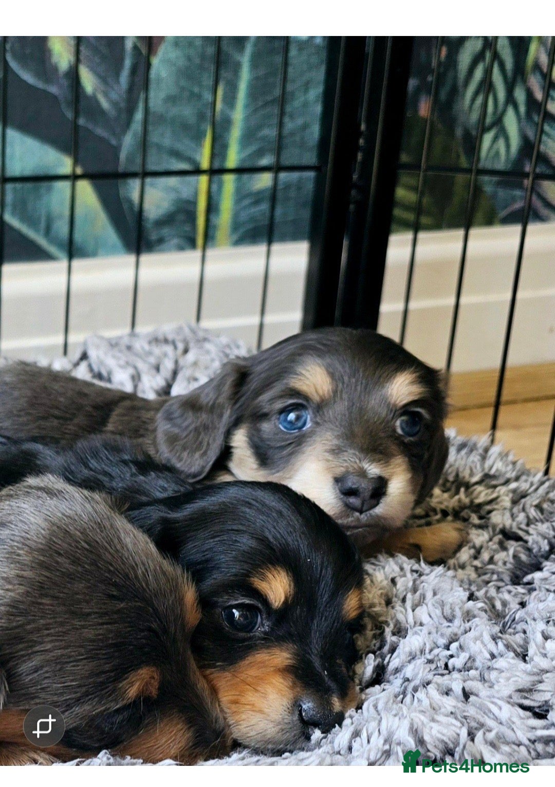 Miniature Dachshund dogs for sale: Kc registered cream proven stud dog  - Image 11