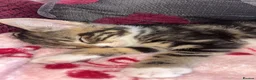 Mixed Breed cats for sale: Playful 8Weeks Kittens Tabby Grey&White solid grey in Bradford - Advert 8