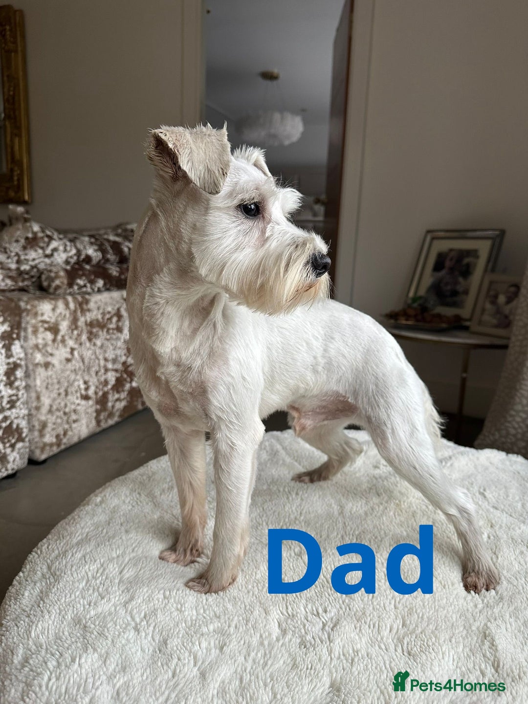 Miniature Schnauzer dogs for sale: ✨ Eight Stunning Puppies Now Available! ✨ - Advert 3