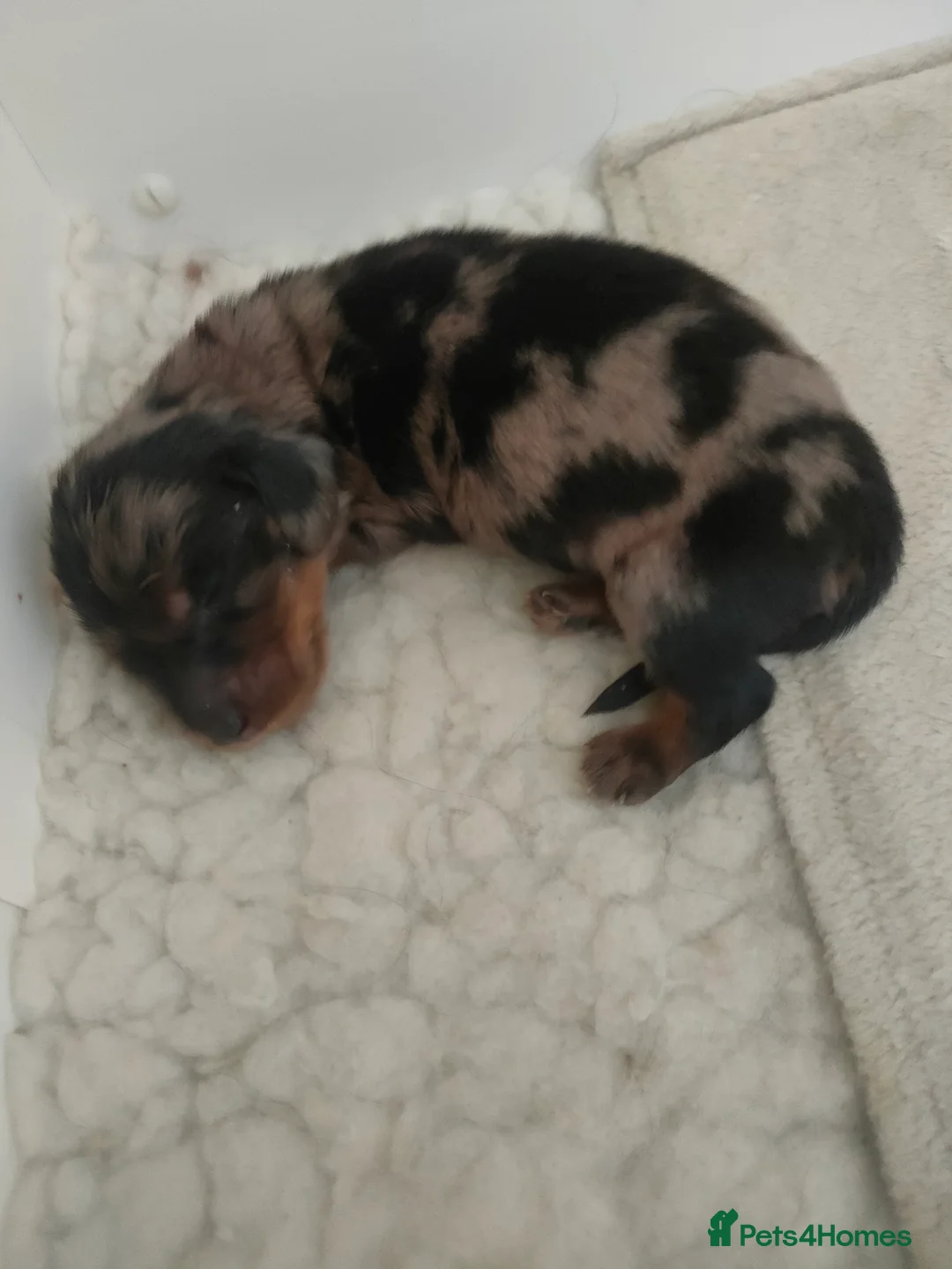 Miniature Dachshund dogs for sale: Beautiful litter of mini long coat Dachshunds  - Advert 12