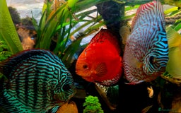 Killifish fish for sale: the fish that are in the photo Read the descriptio - Advert 18