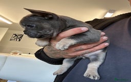 French Bulldog dogs for sale: Fluffy carriers - Image 6