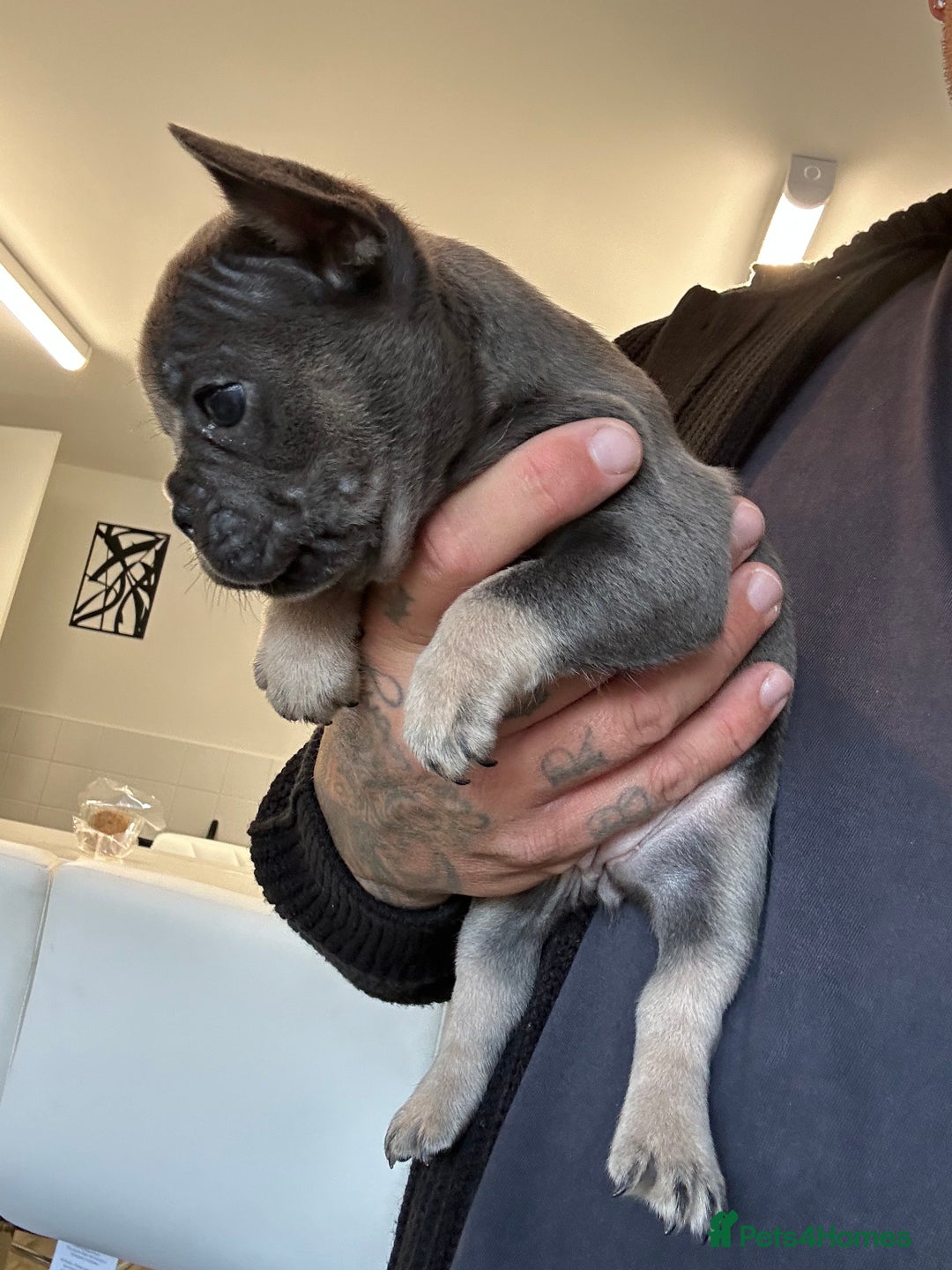 French Bulldog dogs for sale: Fluffy carriers - Image 6