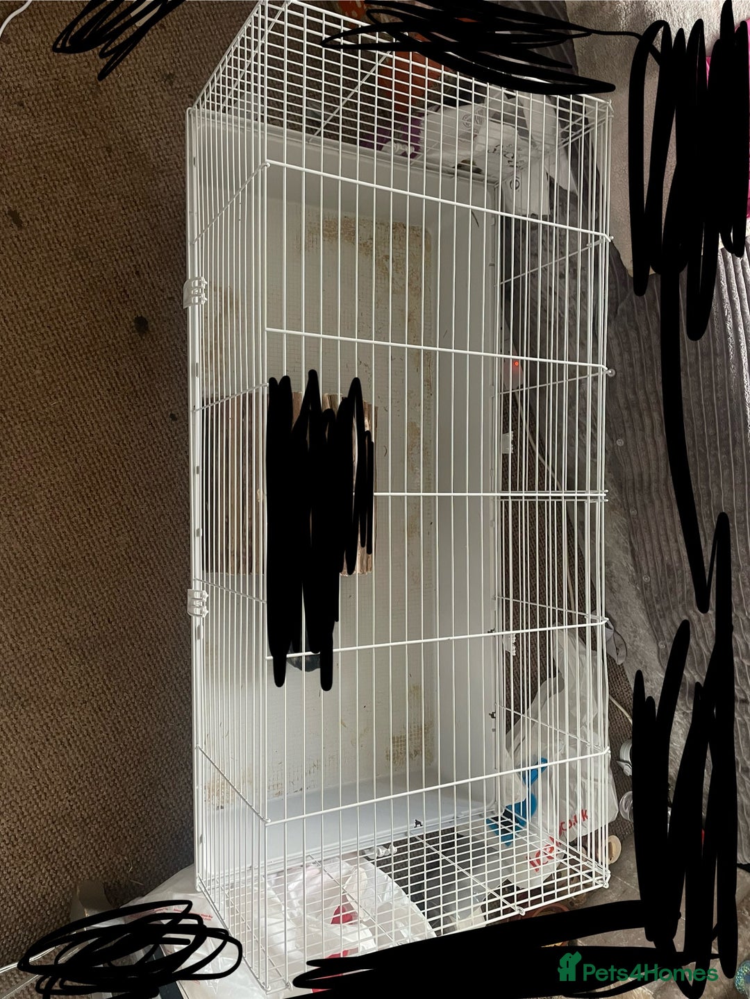 Guinea Pig rodents for sale: Two male boars  - Image 2