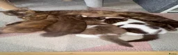 British Shorthair cats for sale: Chocolate British Shorthair Kittens - Advert 13
