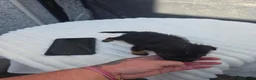 Border Terrier dogs for sale: Cracking litter of 8 boarder terrier  - Advert 5