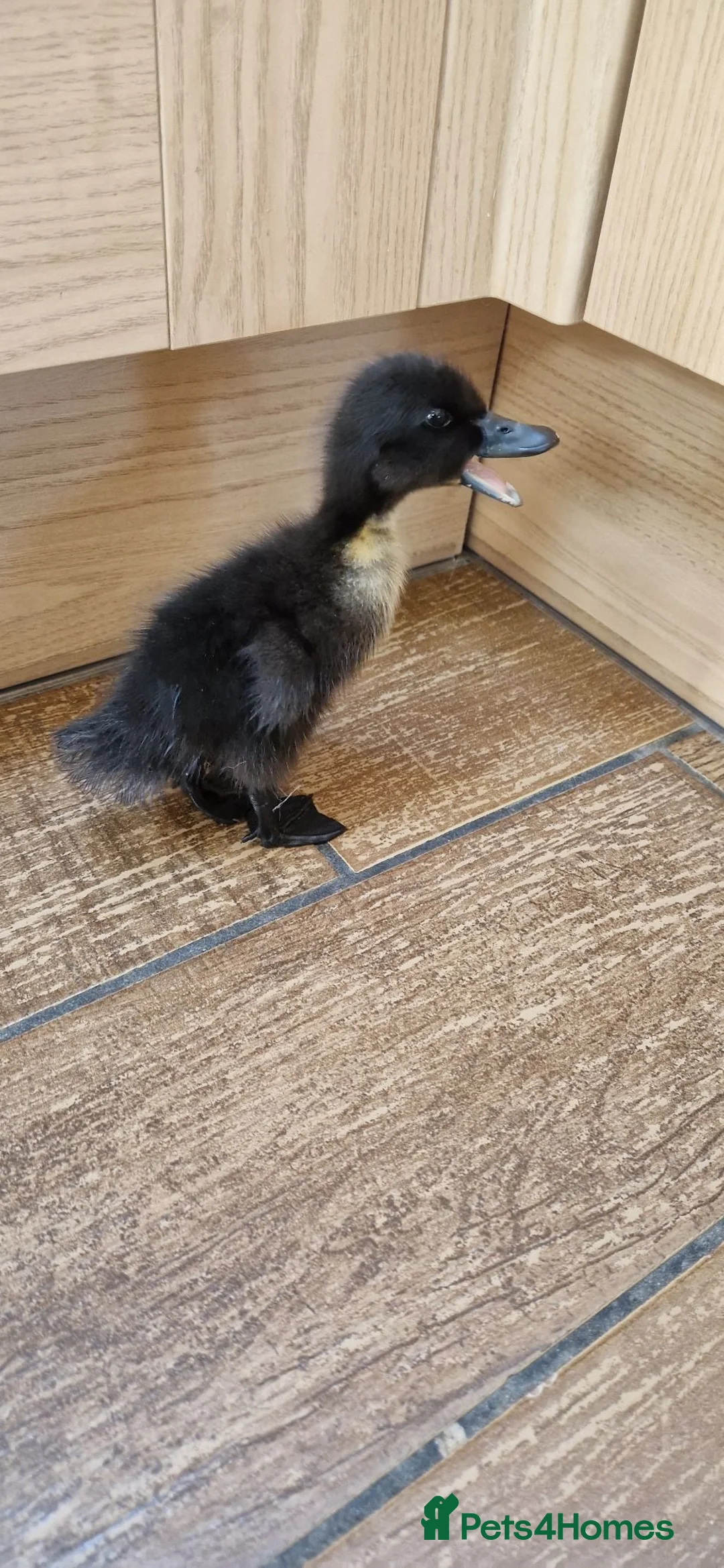 Mixed Breed poultry for sale: Duckling f4 sale in Wigan - Advert 2