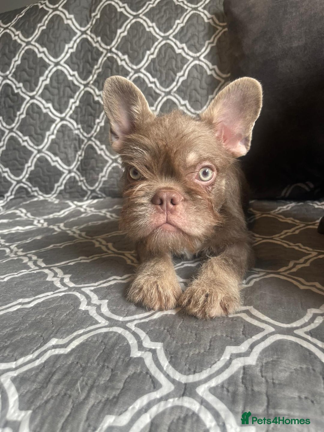 French Bulldog dogs for sale: Big Perm, fluffy and furnished frenchies  - Advert 15