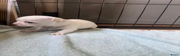 Chihuahua dogs for sale: Smooth coat chihuahua puppies  - Advert 28