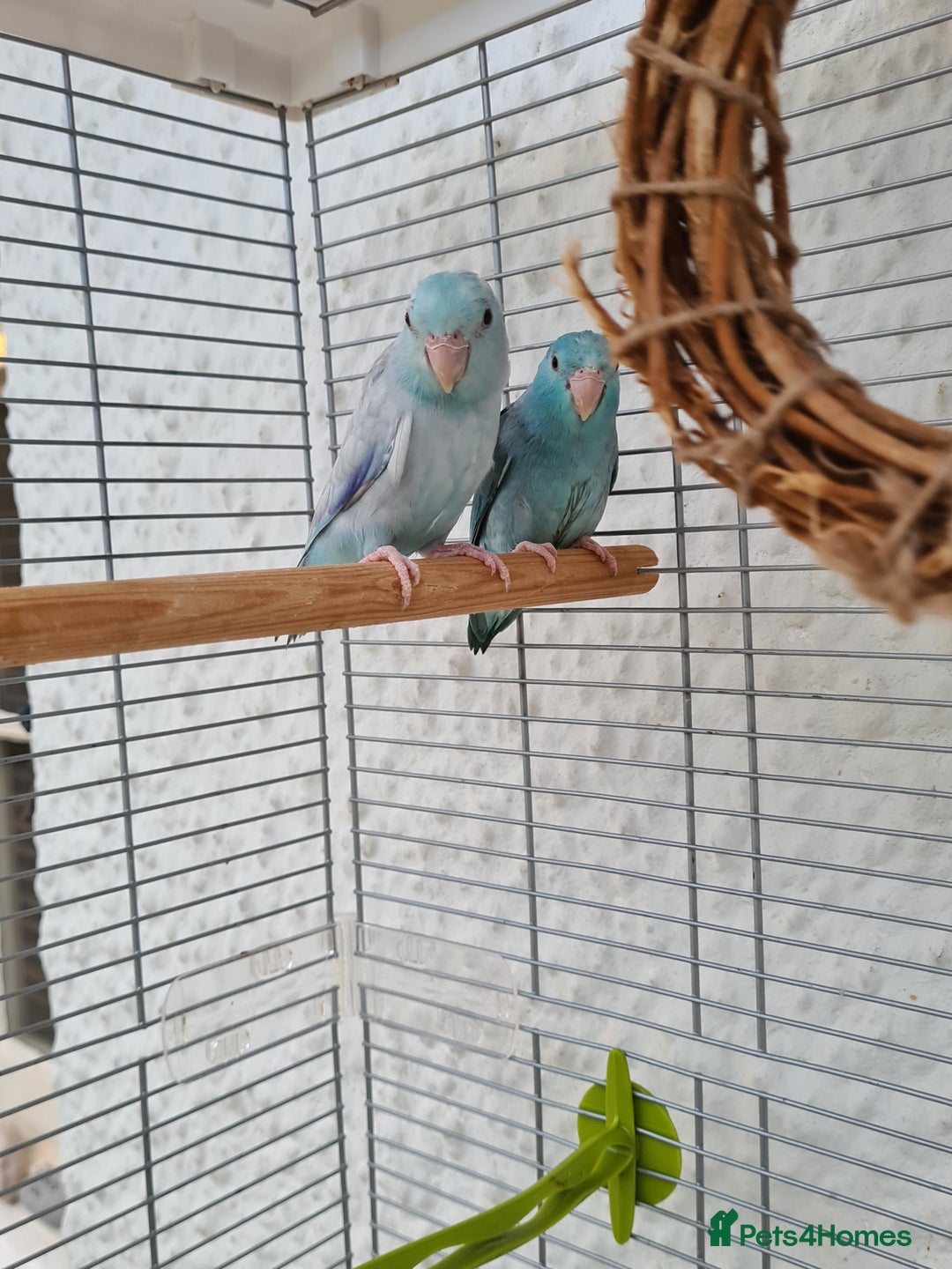 Parrots birds for sale: Celestial Parrotlets  - Advert 5