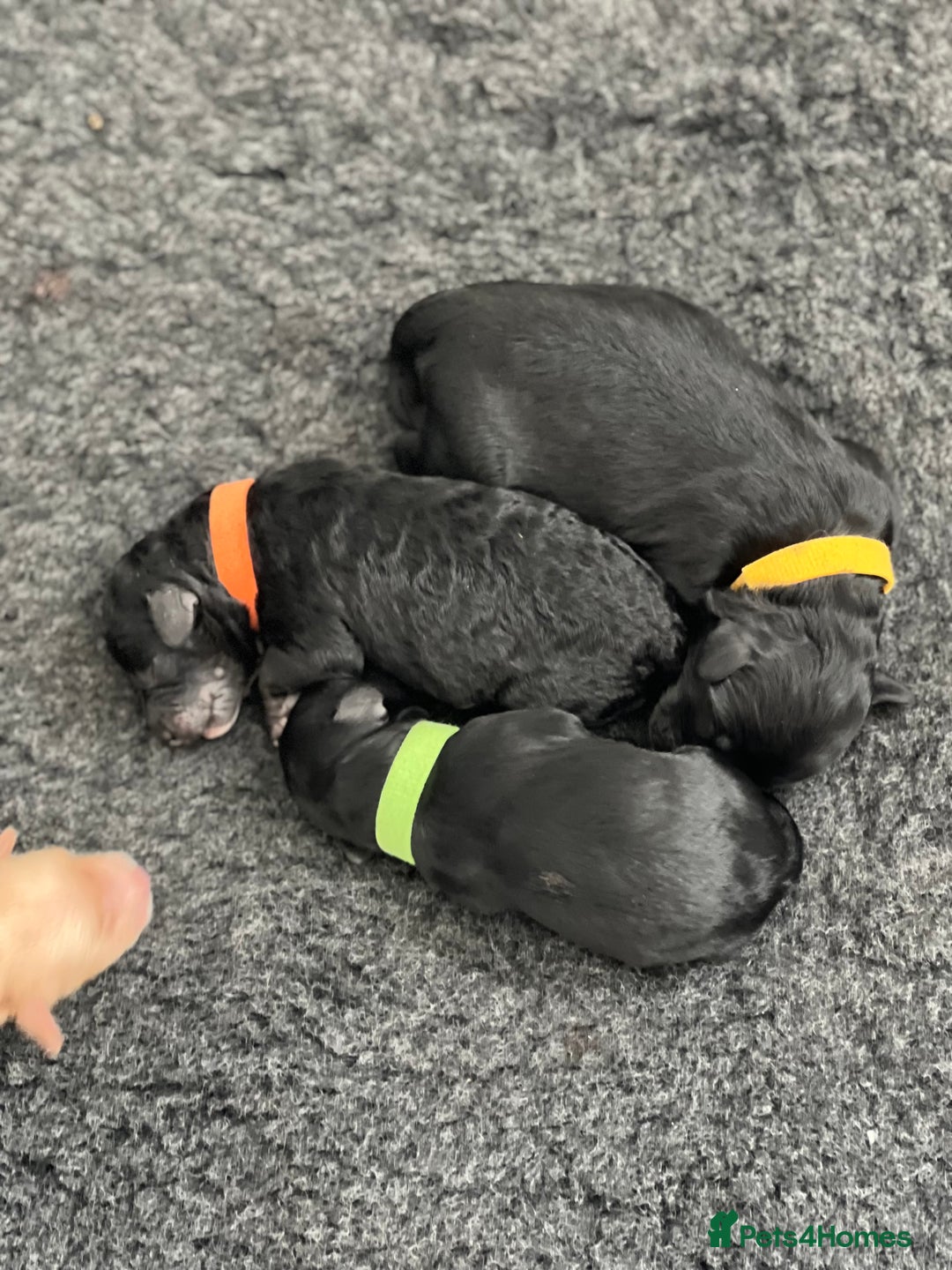 Cavapoo dogs for sale: F1B OUTSTANDING RARE RAINBOW 🌈 BABIES (Cavapoo)  - Image 15