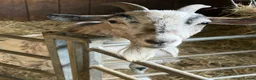 Goats livestock for sale: Pygmy Goats For Sale in Welshpool - Advert 2