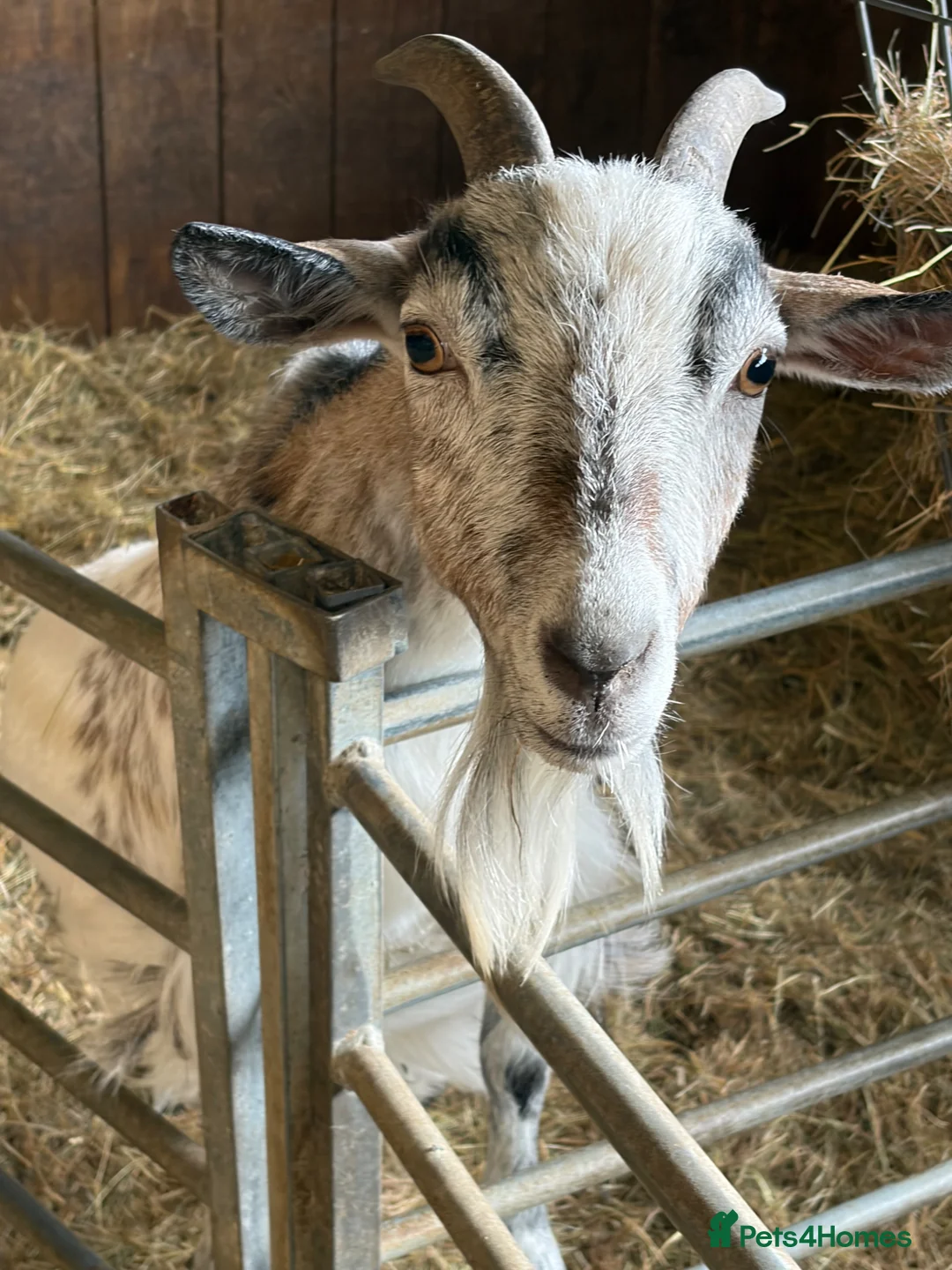 Goats livestock for sale: Pygmy Goats For Sale in Welshpool - Advert 2