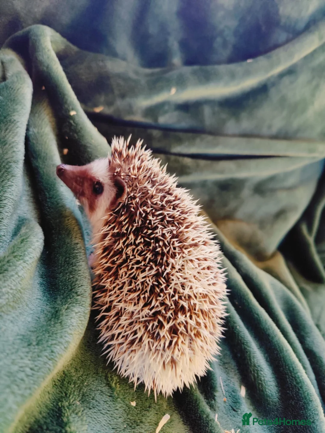 Pygmy Hedgehog rodents for sale: 3 Gorgeous babies ! - Advert 3