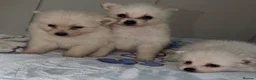 Japanese Spitz dogs for sale: Tiny Japanese Spitz  in Hemel Hempstead - Advert 4