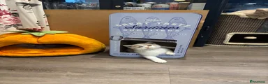 British Shorthair 3