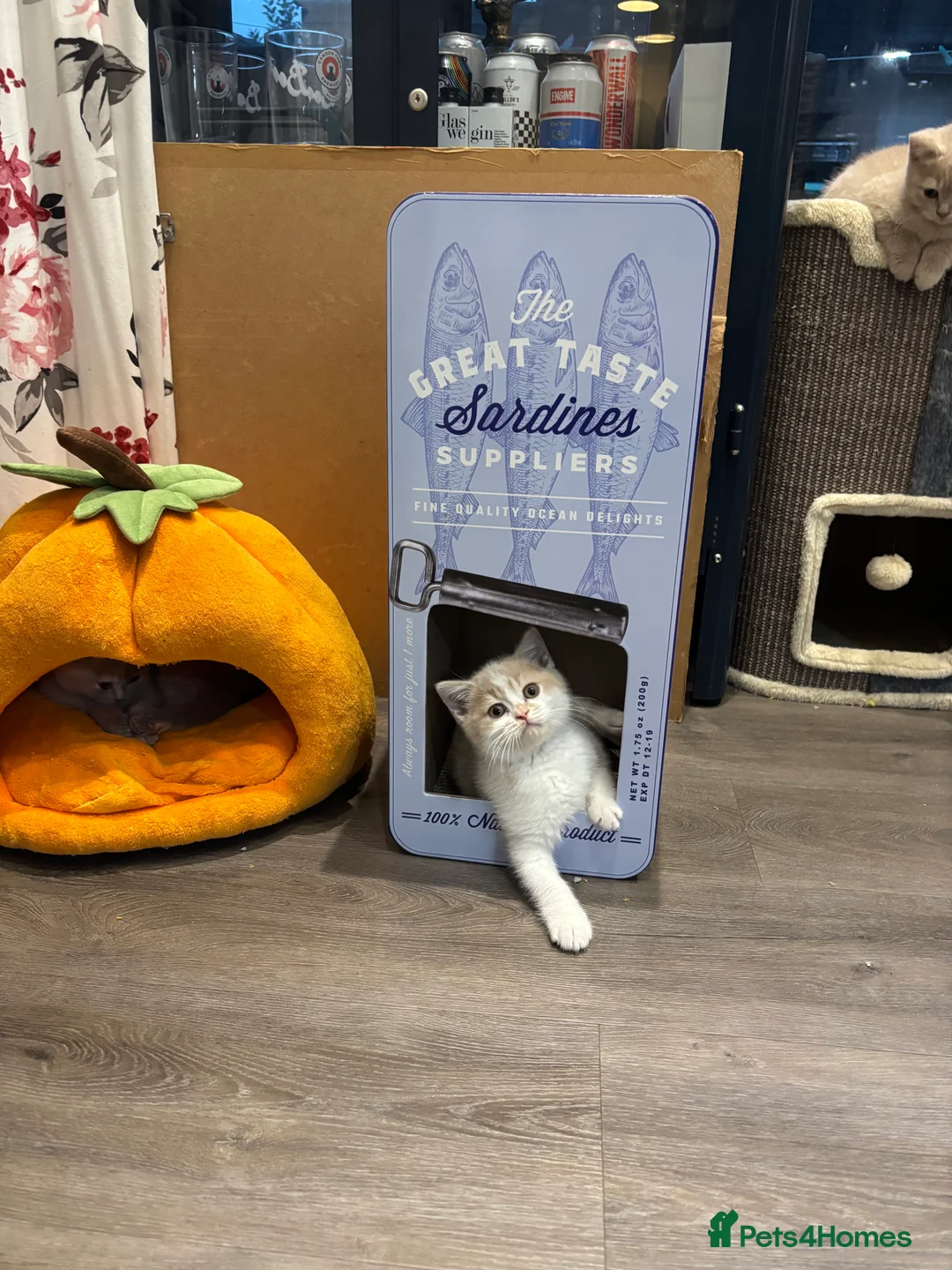 British Shorthair cats for sale: Unique GCCF British Shorthair kittens in Middlesbrough - Advert 2