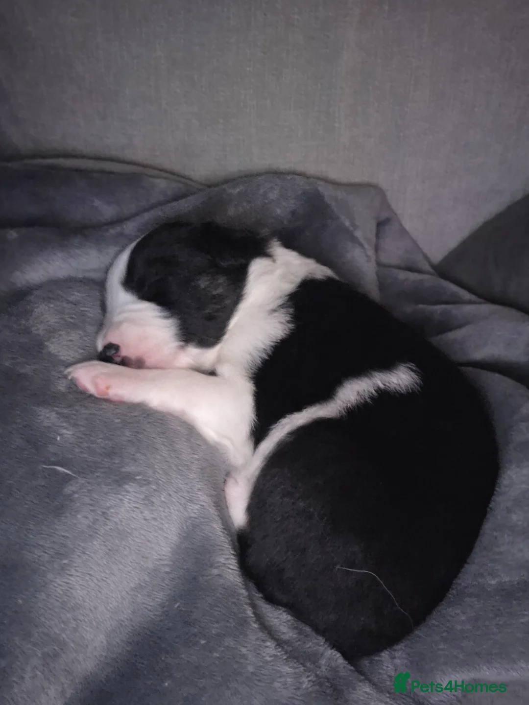 Border Collie dogs for sale: Border collie pups  - Advert 19