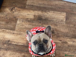 French Bulldog dogs female frenchie - Advert 18