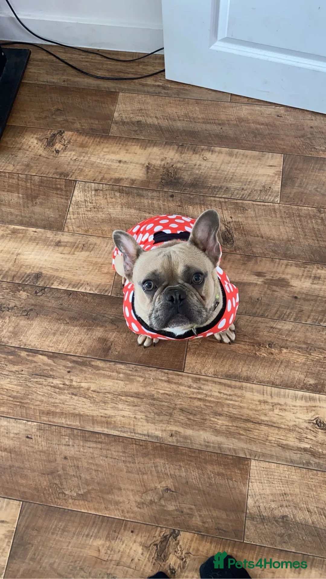 French Bulldog dogs for sale:  female frenchie  - Advert 1